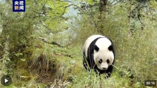 可可爱爱 甘肃监测到野生大熊猫悠闲“散步”