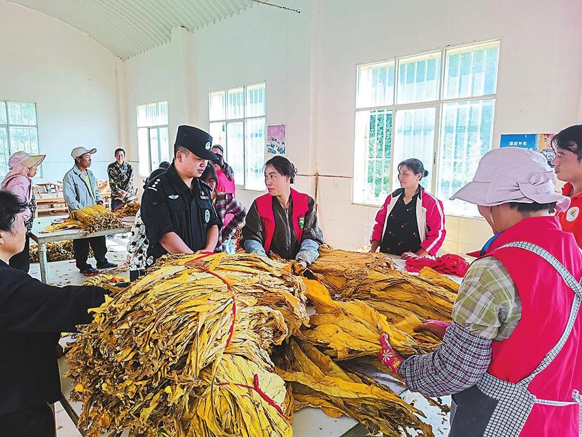 澄江警方维护烤烟收购秩序