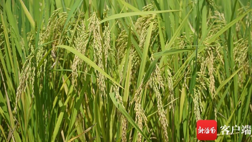 五指山：牙胡梯田的早稻已经成熟即将开采