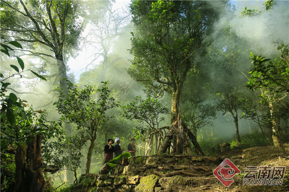 雨林古茶坊：30000多种不同味道的古树茶原料样本