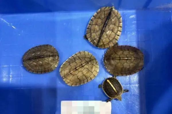 青茂海关查获一批活体濒危龟 已移交给地方农业农村部门