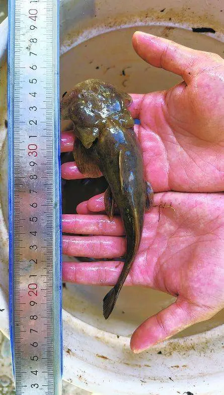 消失40年怪鱼在青海现身？数量少还没人认识，这种鱼真需要保护？