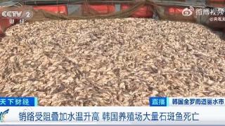 韩国石斑鱼大量死亡 韩国超100万条鱼死亡