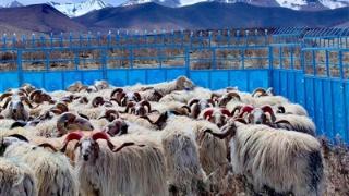 “藏羊经济”产值达18亿元以上