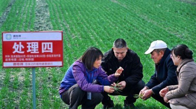 青岛：小麦春季田间管理全面展开