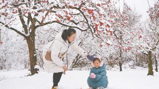 雪中柿子红