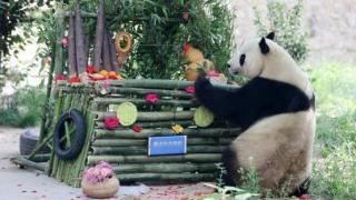 大熊猫“雅吉”在济喜过9周岁生日