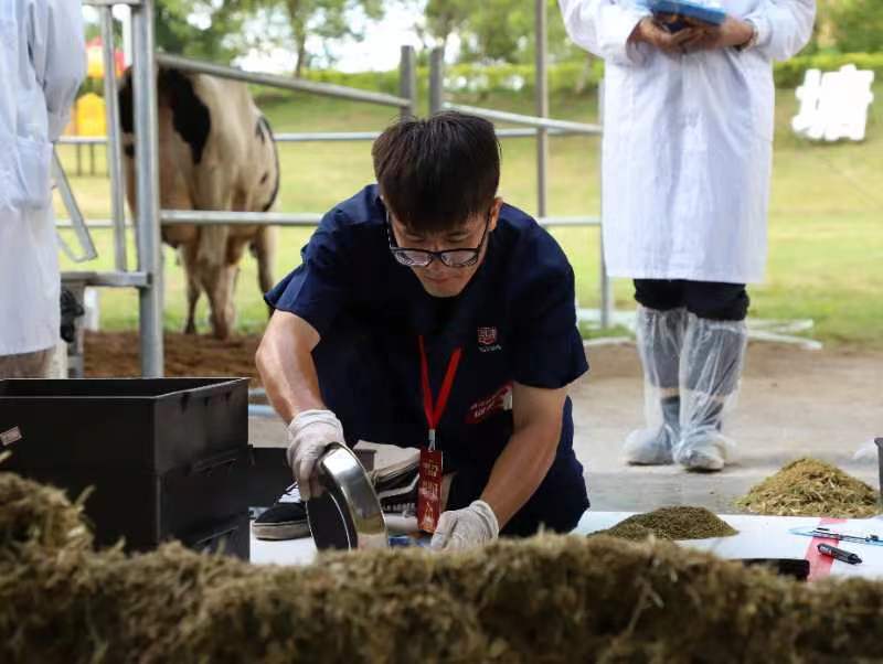 66名奶牛养殖选手阳江“赛牛朵锦”