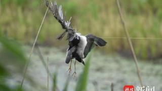 南京长江边一湿地上风筝断线缠住鸟儿