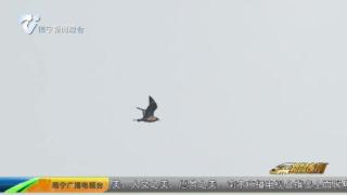 横州国家湿地公园发现新纪录物种短尾贼鸥