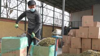 新疆墨玉:葡萄产业助农享受甜蜜生活