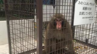 日本“越狱”猕猴落网了，看到它的表情，网友笑称，它在反省吗？