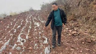 青岛科技大学省派第一书记带领村民黄精种植 开辟村民致富新路径