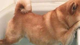 铲屎官不可盲目为爱犬洗澡，这五种情况下，洗浴将危害狗狗健康