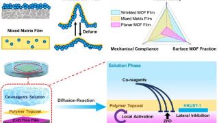 浙大研发全新褶皱 MOF 薄膜：利好可穿戴设备等，成果登《科学》