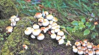 生活｜美国：在缅因的森林采蘑菇是种什么样的体验？
