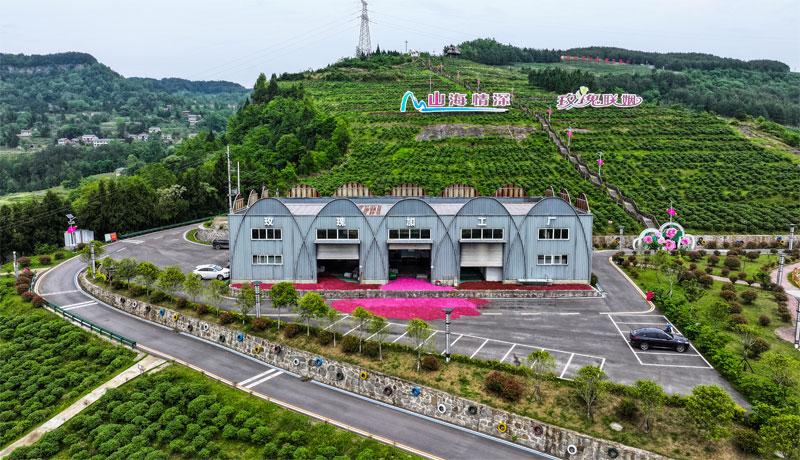 四川宣汉：浙川东西部协作3000亩玫瑰绽放幸福花