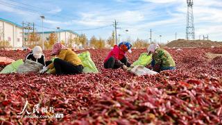 甘肃金塔：红辣椒映红致富路