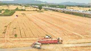 邹平88万亩小麦进入抢收阶段