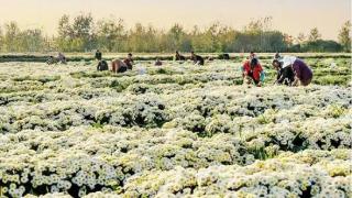 盐城响水：菊花丰收促民富