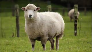 夏季羊腹泻的原因及防治措施
