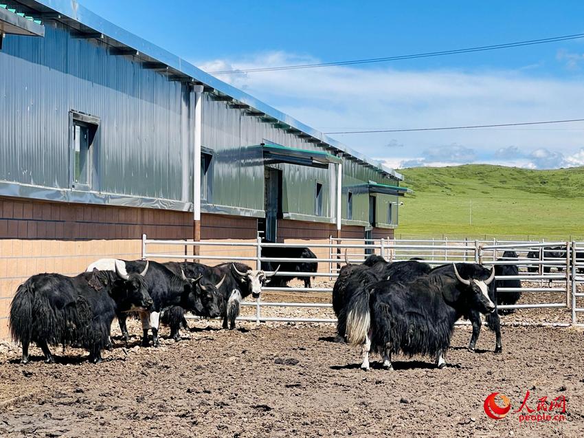 我们的家园丨助推畜牧业转型升级 “红原模式”让高原牦牛“牛”起来