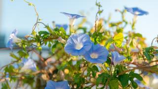 临沂：蓝色牵牛花盛开