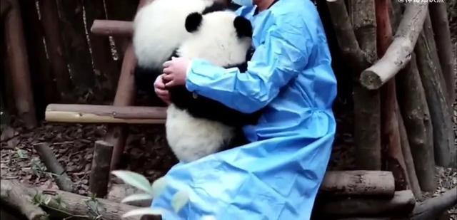 愤怒！大熊猫福菀被游客泼水后委屈躲角落，7个月大的它，其实......