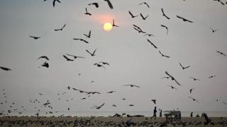 印度金奈：海滩上的飞鸟