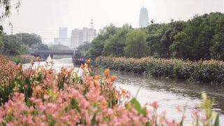 新区河道焕新颜