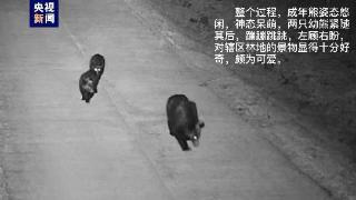三只黑熊爬上公路，动作憨态可掬