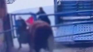 视频曝光！土耳其一屠宰工人被公牛猛刺后身亡
