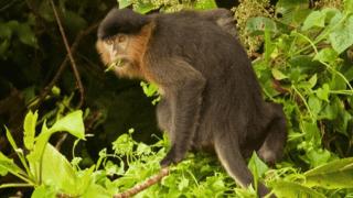 婆罗洲发现罕见“杂交猴”，有科学家研究后，称人类是罪魁祸首