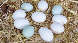 乌鸡蛋：营养的绿色宝藏，但食用时也需要注意