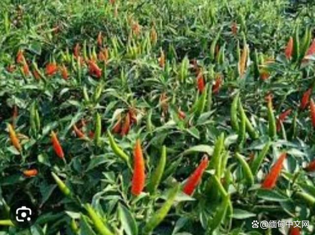 辣椒价格飙升难救急，缅甸农户在产量锐减与国家动荡中挣扎