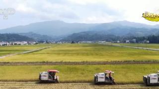 加强新技术、新品种示范推广 四川眉山十余万亩水稻陆续“归仓”