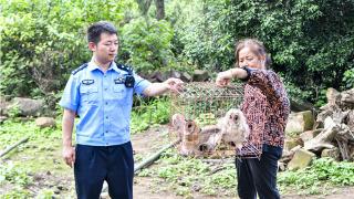 弋阳县公安局朱坑派出所成功救助国家二级保护动物猴面鹰