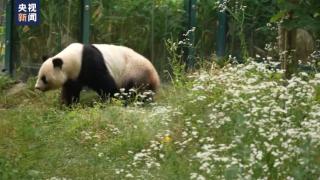 奥地利举办“动物仲夏夜”熊猫主题活动