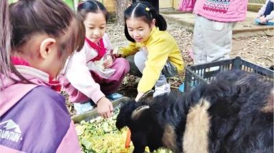 小学校园里有个“孔雀园”