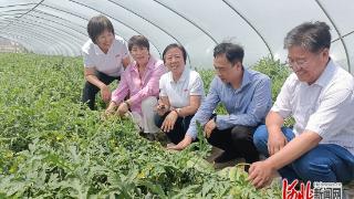 2024年河北省西甜瓜新品种、新模式现场观摩及产业发展研讨会在衡水市阜城县召开