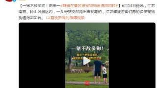 野猪突然跑出来找吃的，结果却被多条宠物狗追得团团转