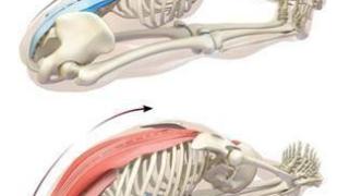 精通竖脊肌拉伸：针对三大组肌肉的专业指南
