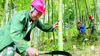 供电巡查员在城步苗族自治县白毛坪镇歌舞村砍伐影响供电安全的南竹