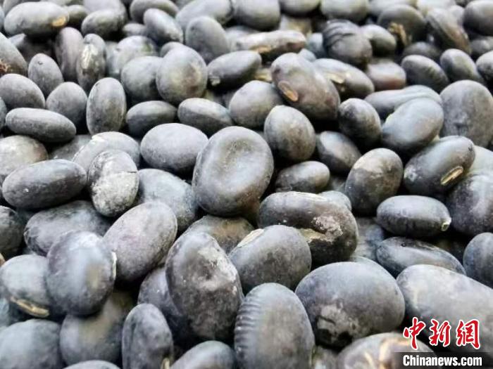 广东台山黑豆上市  有“牛脚印”的最受欢迎