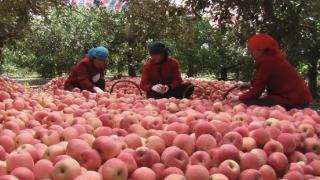 浪潮助力乡村振兴案例展播④数字赋能，让苹果产业“红”起来