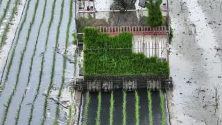 江苏东台实现水稻规模种植绿色防控技术全覆盖