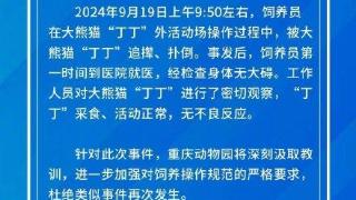 重庆动物园回应饲养员被大熊猫“丁丁”扑倒事件