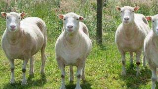 “羊水”这个名称是怎么来的？是古代的说法，真和“羊”有关