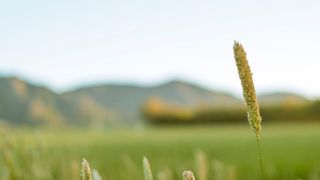 兵团确立七十三个棉花优势区域团场