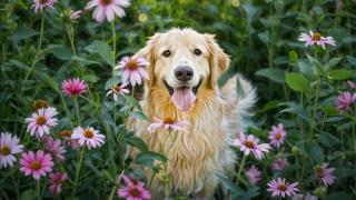 柯基和柴犬干架，谁能赢呢？